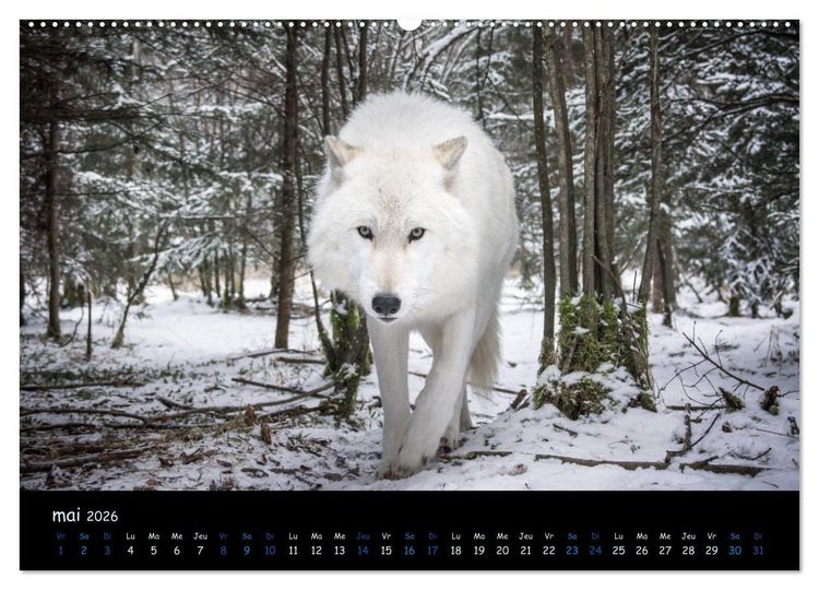 Produktbild: J'ai vu le loup (Calendrier mural 2026 DIN A2 vertical) calendrier de bureau
