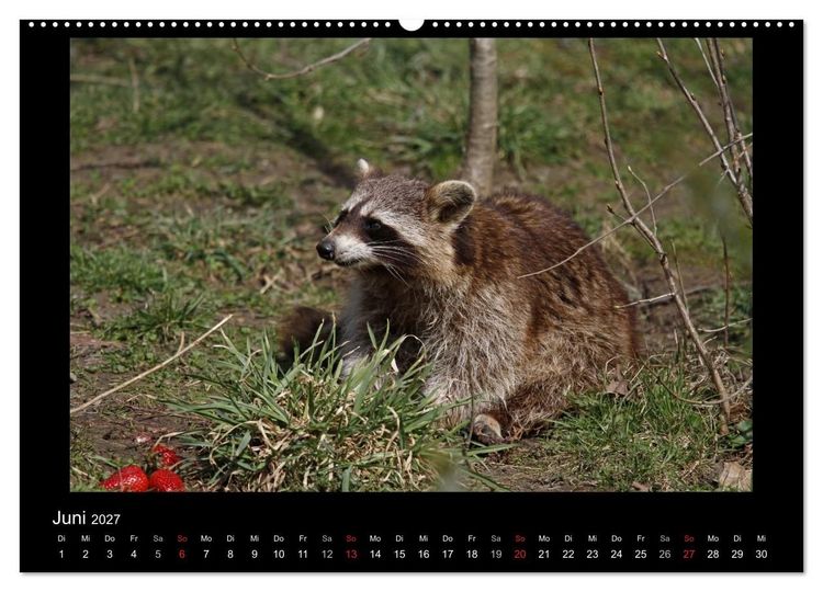 Produktbild: Waschb&auml;ren (hochwertiger Premium Wandkalender 2027 DIN A2 quer), Kunstdruck in Hochglanz