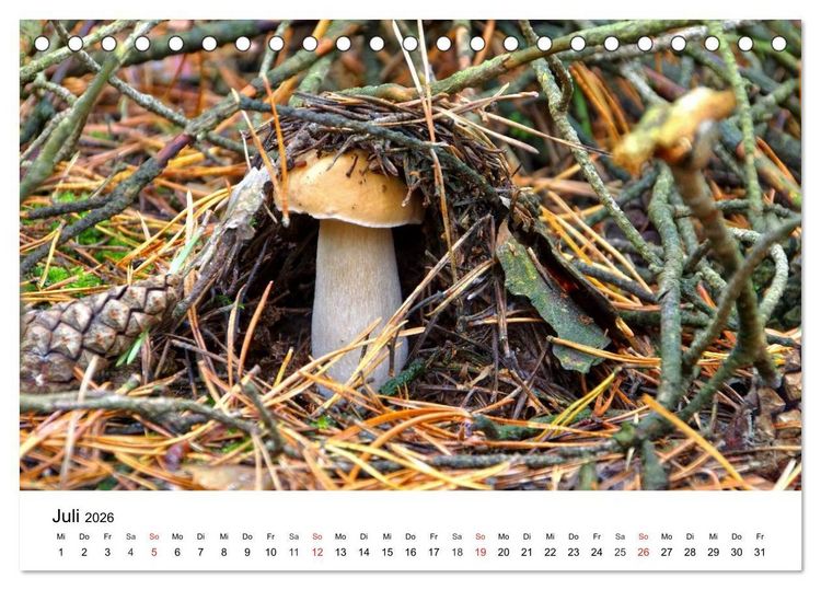 Produktbild: Heimische Pilze (Tischkalender 2026 DIN A5 quer), CALVENDO Monatskalender