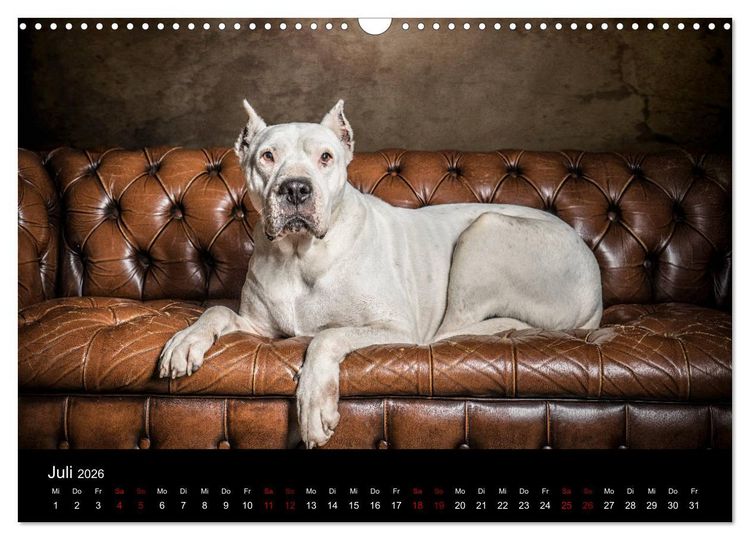 Produktbild: DOGO ARGENTINO (Wandkalender 2026 DIN A3 quer), CALVENDO Monatskalender