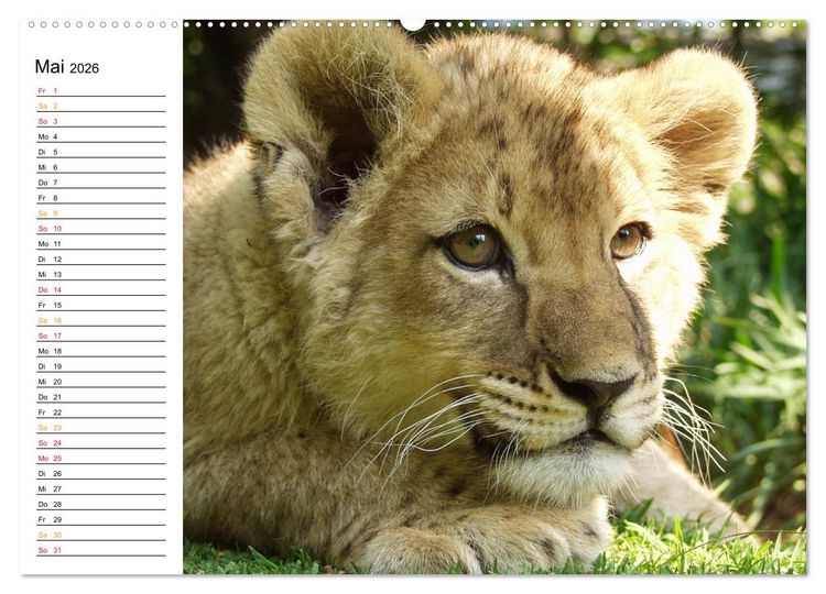 Produktbild: LION KING SELFIES L&ouml;wen hautnah (Wandkalender 2026 DIN A2 quer), CALVENDO Monatskalender