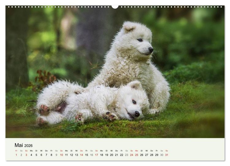 Produktbild: Kleine Samojeden - Eisb&auml;rchen Abenteuer im M&auml;rchenwald (Wandkalender 2026 DIN A2 quer), CALVENDO Monatskalender