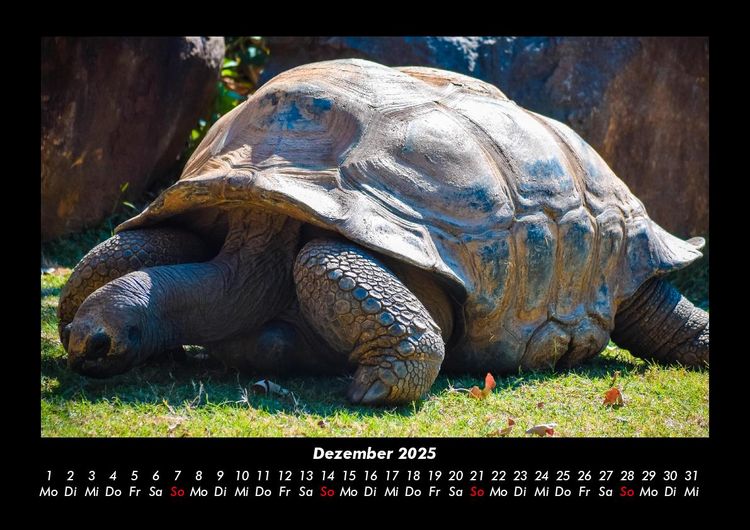 Produktbild: Schildkr&ouml;tenzauber 2025 Fotokalender DIN A3