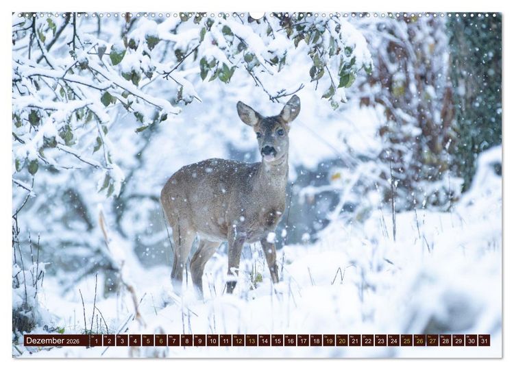Produktbild: Zauberhafte Wesen - anmutiges Rehwild (Wandkalender 2026 DIN A2 quer), CALVENDO Monatskalender
