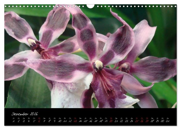 Produktbild: Farbenreiche Orchideen (Wandkalender 2026 DIN A3 quer), CALVENDO Monatskalender