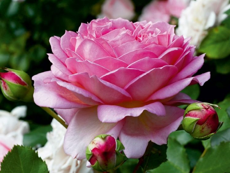 Produktbild: Englische Rosen im Garten (Puzzle)