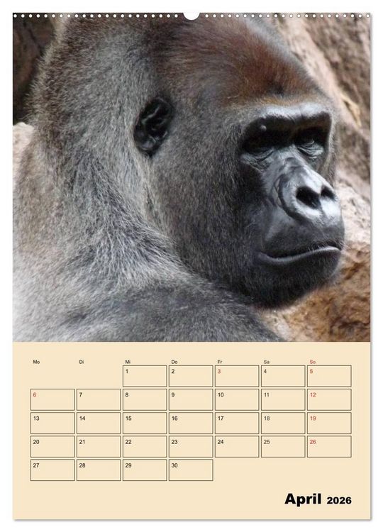 Produktbild: Gorillas (Wandkalender 2026 DIN A2 hoch), CALVENDO Monatskalender
