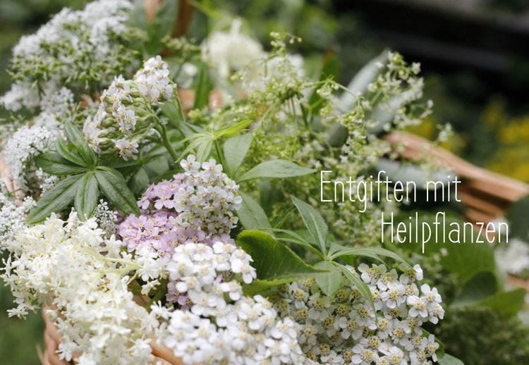 Produktbild: Entgiften mit Heilpflanzen