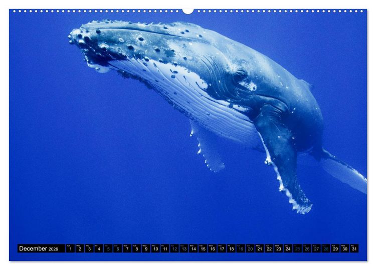 Produktbild: A Whale of a Year (High Quality Premium Wall Calendar 2026 DIN A2 landscape),CALVENDO 12 Month Wall Calendar