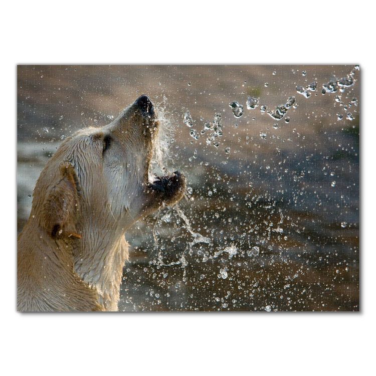 Produktbild: Lais Puzzle Labrador 1000 Teile