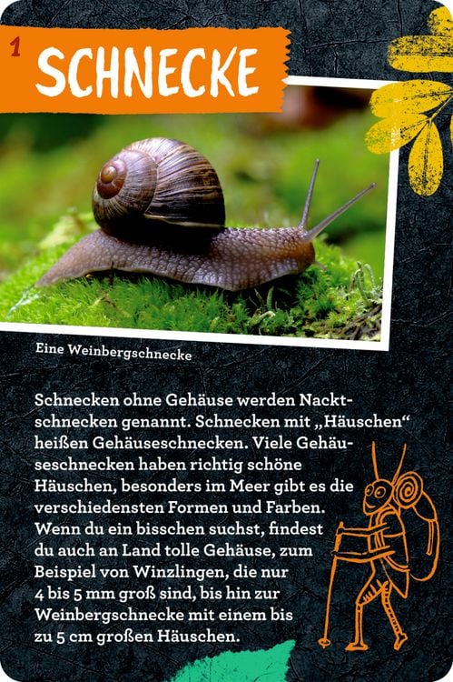 Produktbild: 50 Insekten, Spinnen & Co. - Nature Zoom (Blechdose)