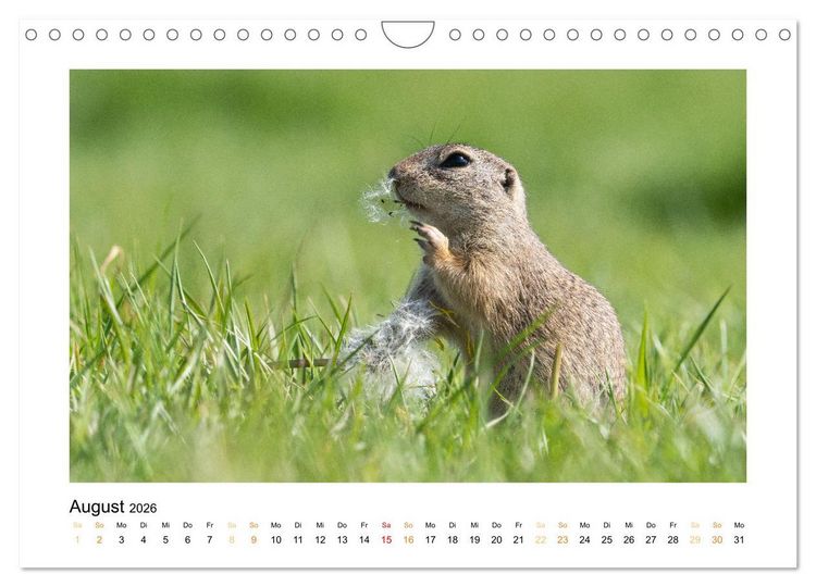 Produktbild: Wiener Tierwelt (Wandkalender 2026 DIN A4 quer), CALVENDO Monatskalender