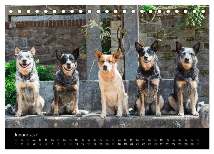 Produktbild: Australian Cattle Dogs zwischen Kunst und Kultur (Tischkalender 2027 DIN A5 quer), CALVENDO Monatskalender