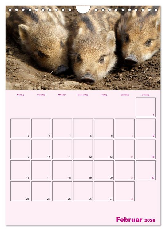 Produktbild: Schweinischer Terminplaner (Wandkalender 2026 DIN A4 hoch), CALVENDO Monatskalender