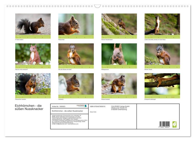 Produktbild: Eichh&ouml;rnchen - die s&uuml;&szlig;en Nussknacker (Wandkalender 2026 DIN A2 quer), CALVENDO Monatskalender