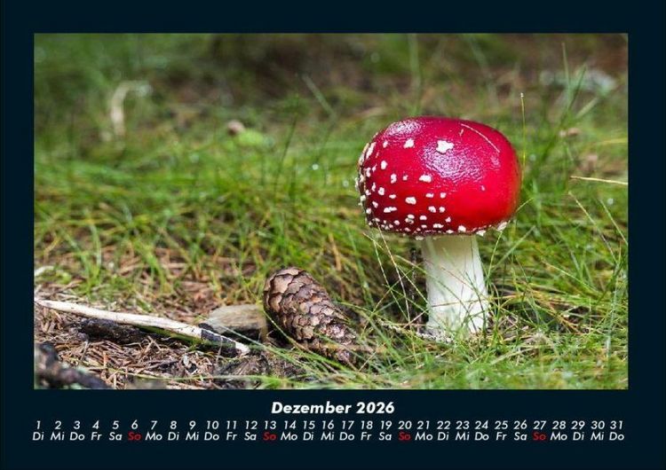 Produktbild: Pilzkalender 2026 Fotokalender DIN A4