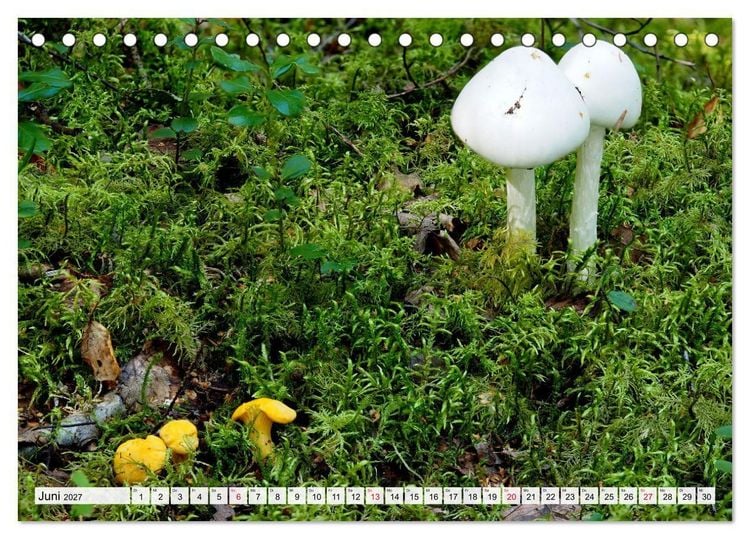 Produktbild: Pilze - tolle Funde (Tischkalender 2027 DIN A5 quer), CALVENDO Monatskalender