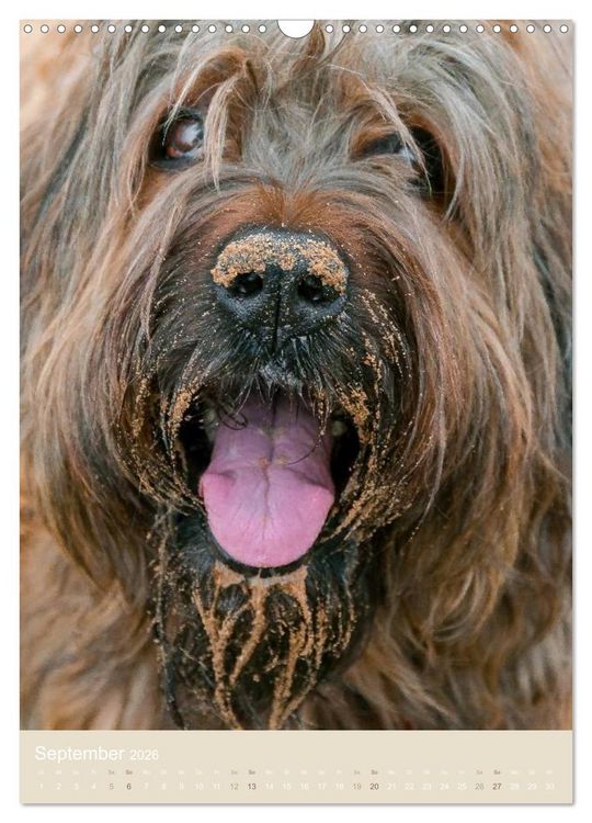 Produktbild: Briard-Gesichter (Wandkalender 2026 DIN A3 hoch), CALVENDO Monatskalender