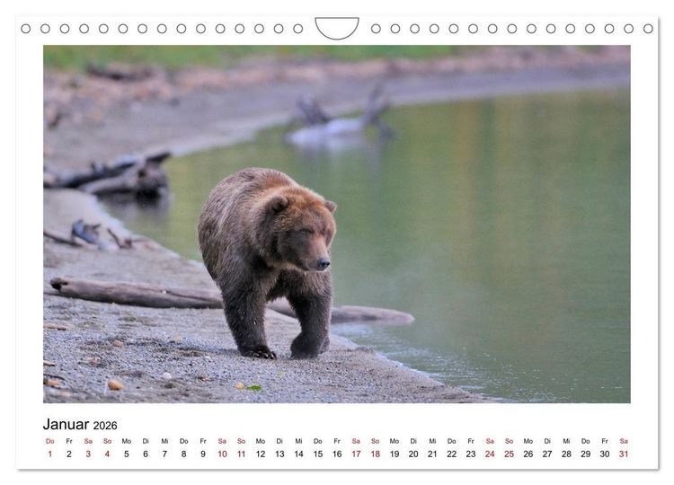 Produktbild: Braunb&auml;ren in Alaska (Wandkalender 2026 DIN A4 quer), CALVENDO Monatskalender