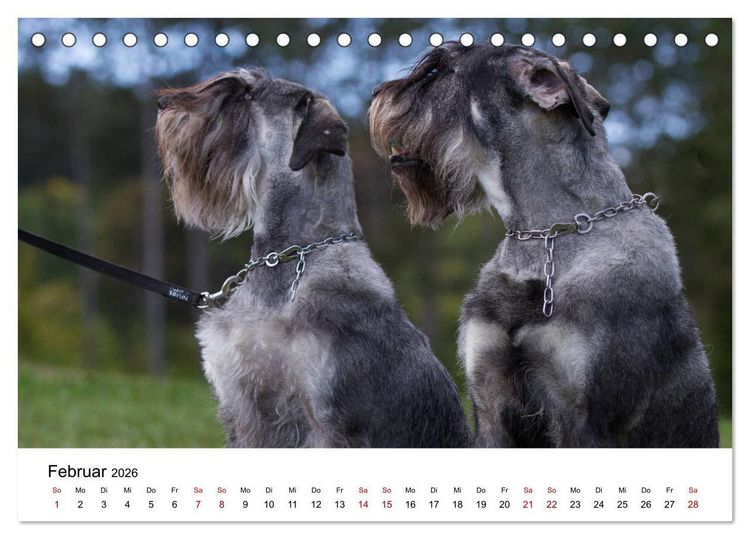 Produktbild: Schnauzer... von Zwergen und Riesen 2026 (Tischkalender 2026 DIN A5 quer), CALVENDO Monatskalender