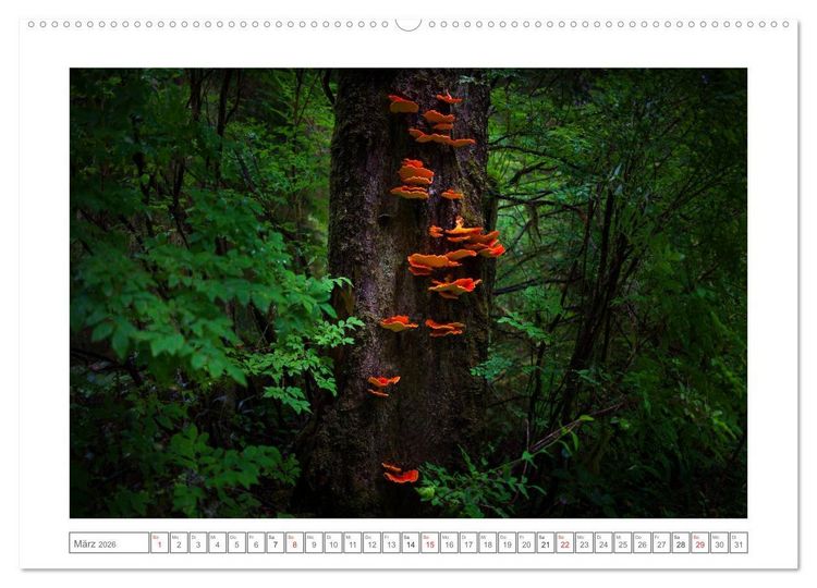 Produktbild: Vancouver Island (Wandkalender 2026 DIN A2 quer), CALVENDO Monatskalender