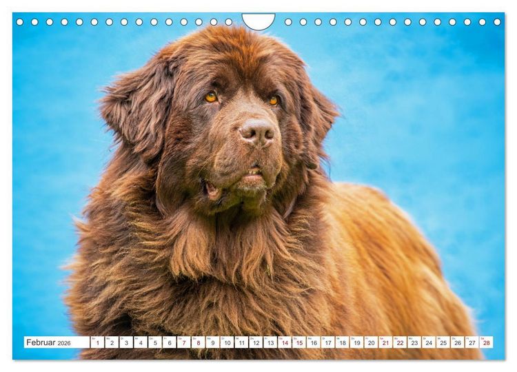 Produktbild: Neufundl&auml;nder - Kleine Weltentdecker (Wandkalender 2026 DIN A4 quer), CALVENDO Monatskalender