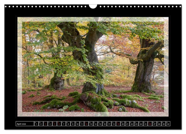 Produktbild: Zauberwald HALLOH (Wandkalender 2026 DIN A3 quer), CALVENDO Monatskalender