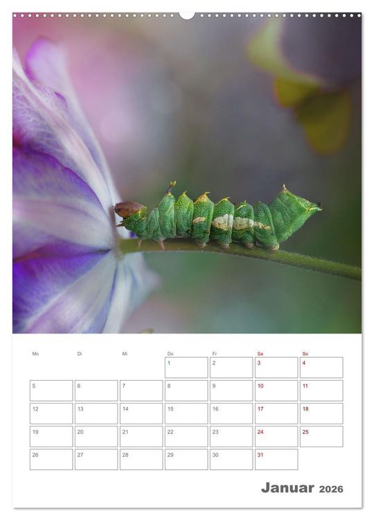 Produktbild: Helden in der Natur (Wandkalender 2026 DIN A2 hoch), CALVENDO Monatskalender