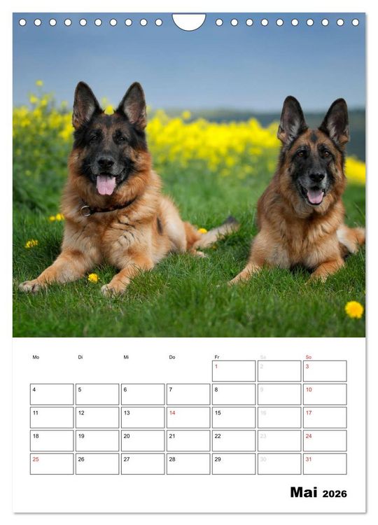 Produktbild: Deutsche Sch&auml;ferhunde - Seelentr&ouml;ster auf vier Pfoten (Wandkalender 2026 DIN A4 hoch), CALVENDO Monatskalender