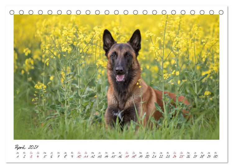 Produktbild: Malinois - Seelen aus Feuer (Tischkalender 2027 DIN A5 quer), CALVENDO Monatskalender