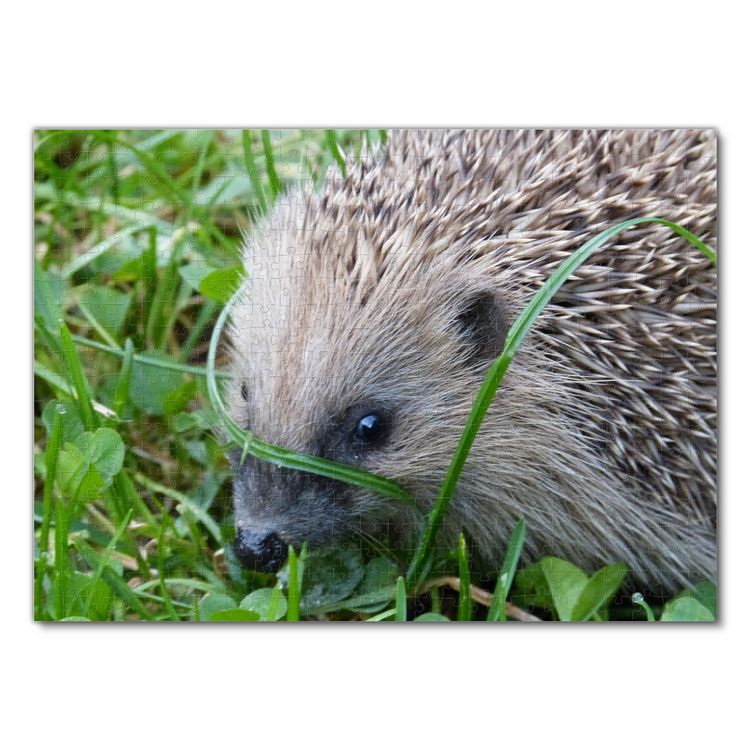 Produktbild: Lais Puzzle Igel 500 Teile