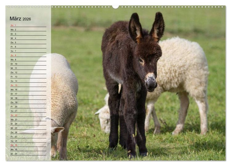 Produktbild: Esel. H&uuml;bsch, klug und flei&szlig;ig (Wandkalender 2026 DIN A2 quer), CALVENDO Monatskalender