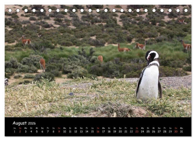 Produktbild: Pinguine aus aller Welt (Tischkalender 2026 DIN A5 quer), CALVENDO Monatskalender