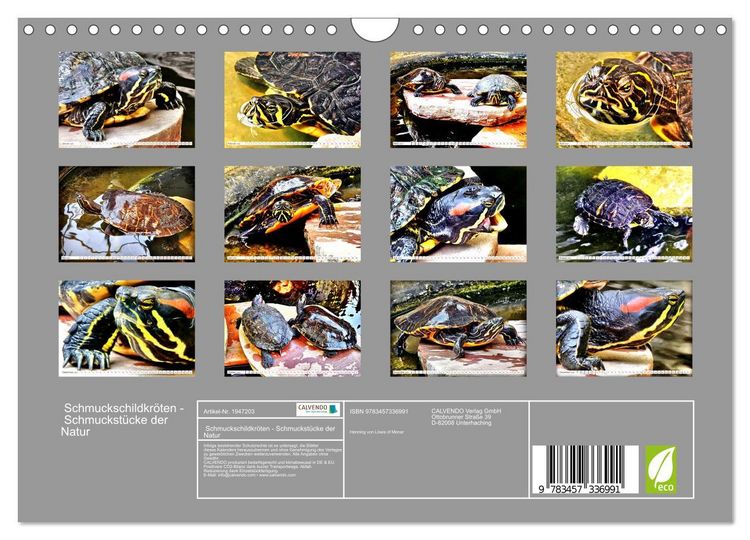 Produktbild: Schmuckschildkr&ouml;ten - Schmuckst&uuml;cke der Natur (Wandkalender 2026 DIN A4 quer), CALVENDO Monatskalender