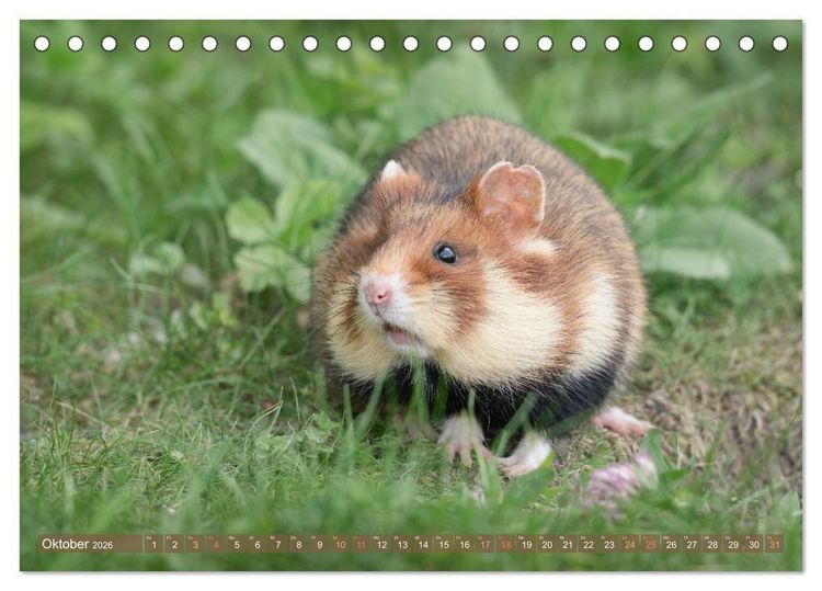 Produktbild: Feldhamster Herbert Kleine Pfoten, gro&szlig;e Pers&ouml;nlichkeit (Tischkalender 2026 DIN A5 quer), CALVENDO Monatskalender