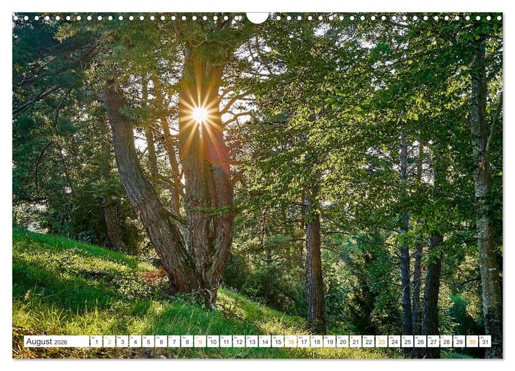 Produktbild: B&auml;ume im Altm&uuml;hltal (Wandkalender 2026 DIN A3 quer), CALVENDO Monatskalender