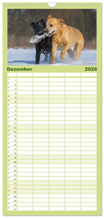 Produktbild: Familienplaner 2026 - Labrador Retriever 2026 mit 5 Spalten (Wandkalender, 21 x 45 cm) CALVENDO