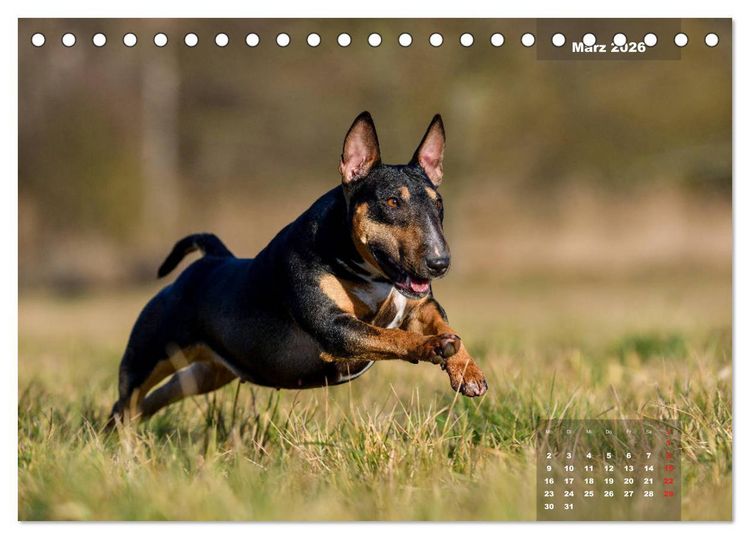 Produktbild: Typisch Bullterrier (Tischkalender 2026 DIN A5 quer), CALVENDO Monatskalender