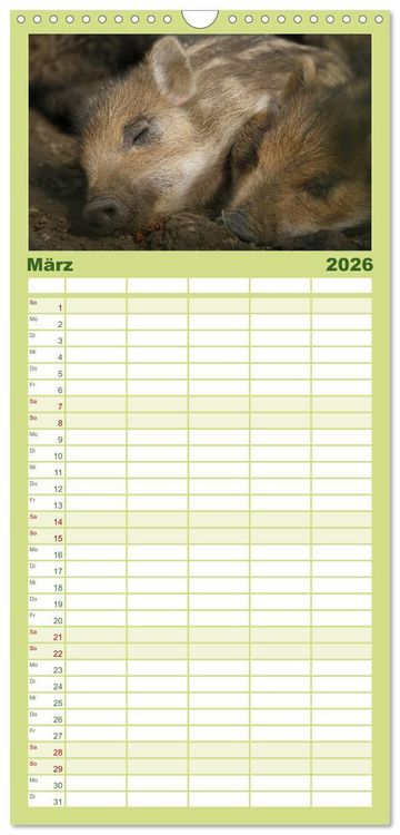 Produktbild: Familienplaner 2026 - Schweinkram - Die Wildschweine sind los mit 5 Spalten (Wandkalender, 21 x 45 cm) CALVENDO