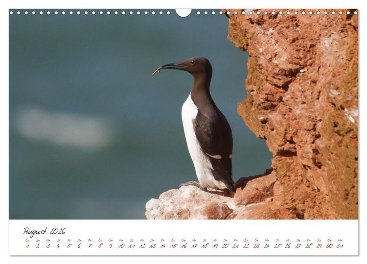 Produktbild: Vogelwelt Helgoland - von Ostfriesenfotografie (Wandkalender 2026 DIN A3 quer), CALVENDO Monatskalender