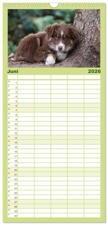 Produktbild: Familienplaner 2026 - Aussie Welpen 2026 mit 5 Spalten (Wandkalender, 21 x 45 cm) CALVENDO