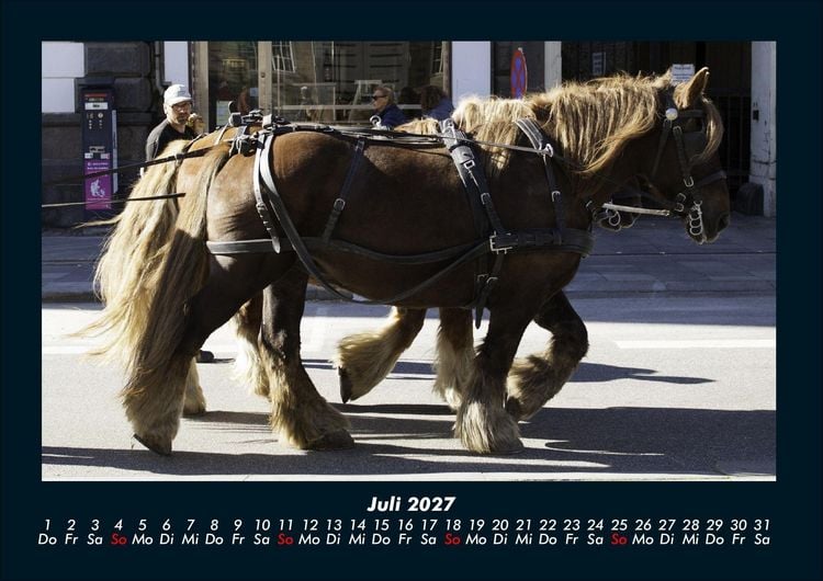 Produktbild: Pferde Kalender 2027 Fotokalender DIN A4