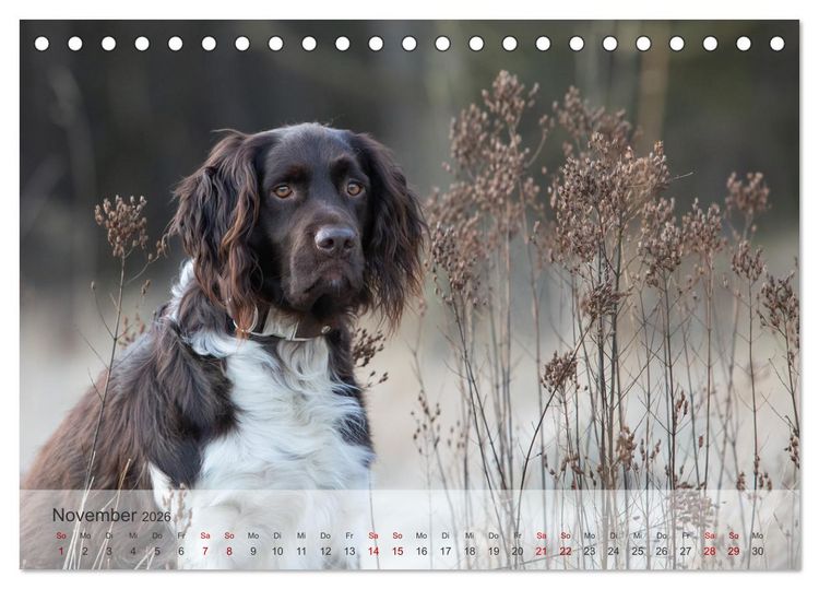 Produktbild: Der kleine M&uuml;nsterl&auml;nder (Tischkalender 2026 DIN A5 quer), CALVENDO Monatskalender