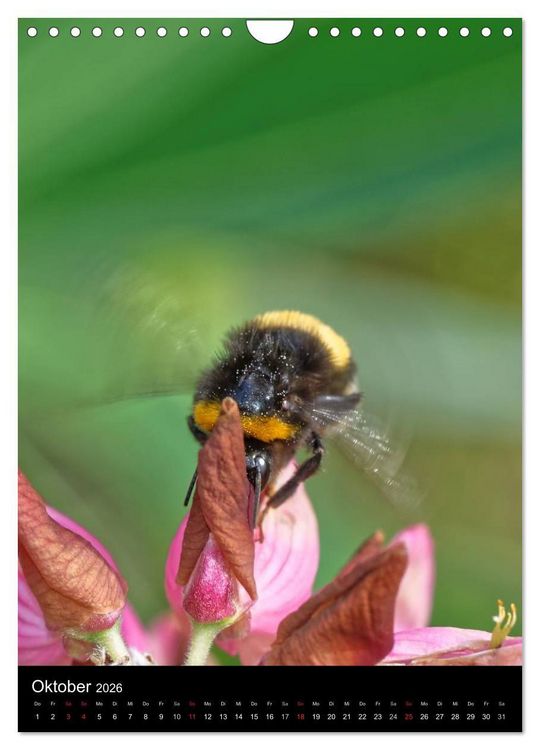 Produktbild: Bienen und Hummeln (Wandkalender 2026 DIN A4 hoch), CALVENDO Monatskalender