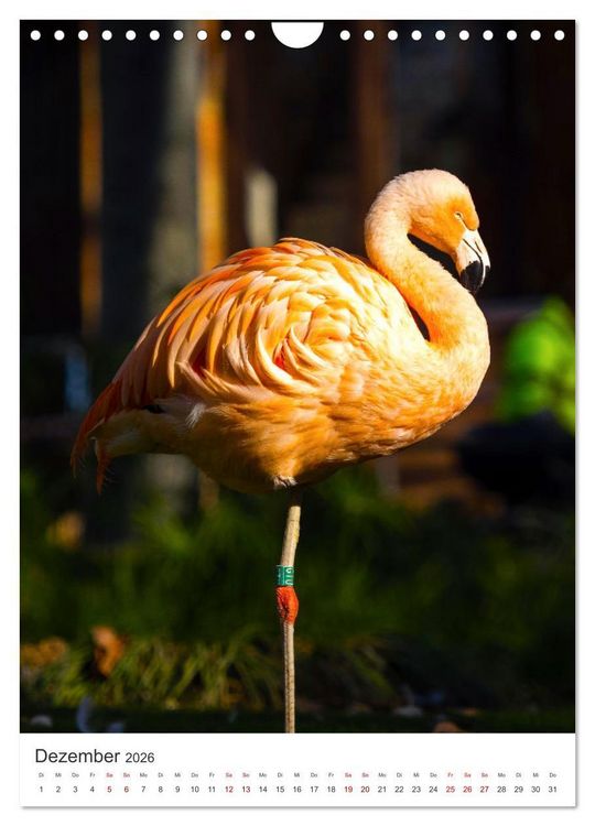 Produktbild: Flamingos in rosa Federpracht. (Wandkalender 2026 DIN A4 hoch), CALVENDO Monatskalender