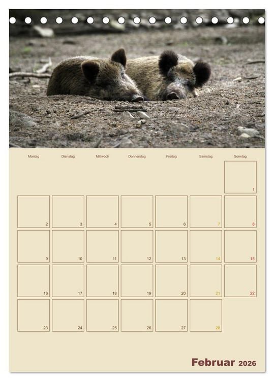 Produktbild: Wildschweine (Tischkalender 2026 DIN A5 hoch), CALVENDO Monatskalender