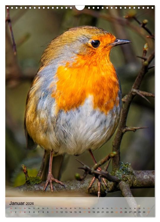 Produktbild: V&ouml;gel - gefiederte Freunde in unserer Natur (Wandkalender 2026 DIN A3 hoch), CALVENDO Monatskalender