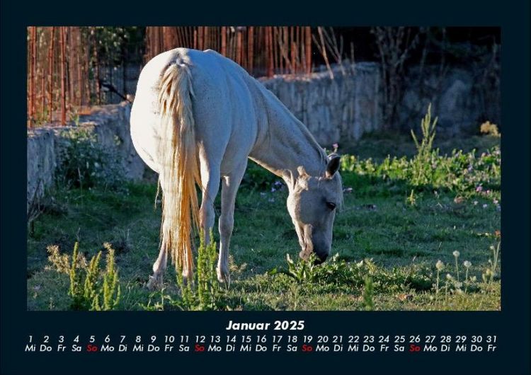 Produktbild: Pferdegefl&uuml;ster 2025 Fotokalender DIN A4