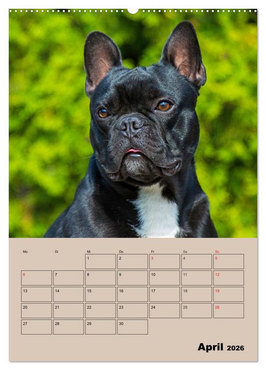 Produktbild: Jahresplaner Franz&ouml;sische Bulldogge (Wandkalender 2026 DIN A2 hoch), CALVENDO Monatskalender