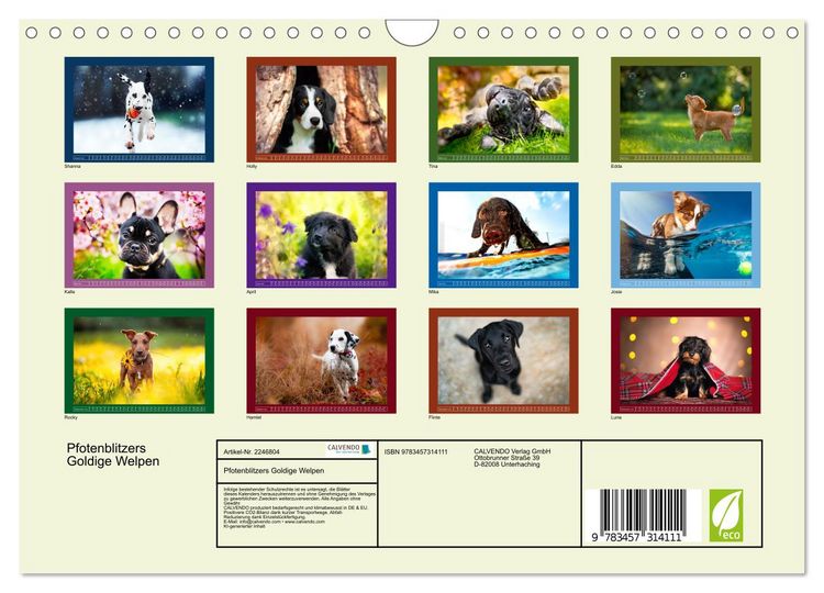 Produktbild: Pfotenblitzers Goldige Welpen (Wandkalender 2026 DIN A4 quer), CALVENDO Monatskalender